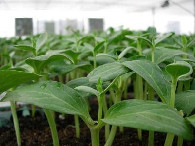 鉴别蔬菜种子要掌握技巧